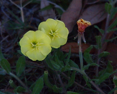 [Two yellow flowers pop up from what appears to be a vine growing along the ground. The petals overlap giving the flower a circular appearance. The stamen are all yellow and fan out like a star. Next to the yellow blooms is a closed orange bud.]
